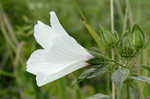 Swamp rosemallow